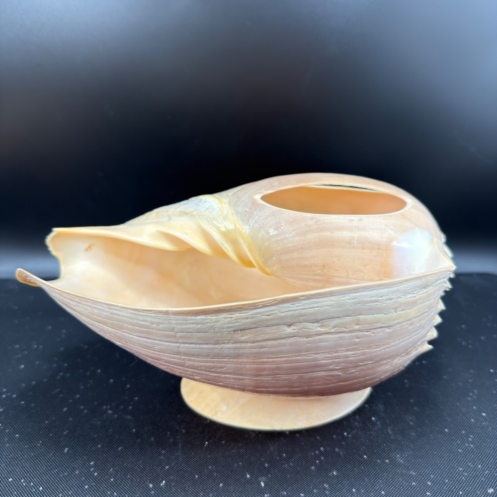 Vintage Hand Carved Conch Shell Bowl Set 9 Dishes Servers Coastal w Utensils - Picture 16 of 16
